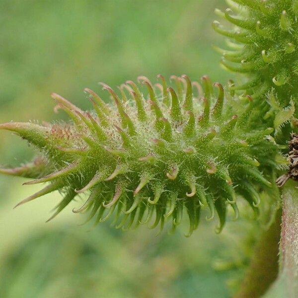 Xanthium orientale Fruit