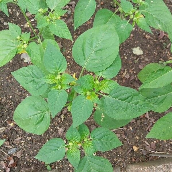 Physalis philadelphica Folha