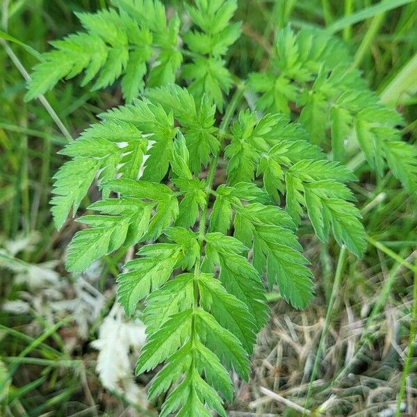 Chaerophyllum aureum Hoja