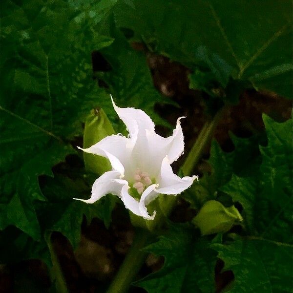 Datura stramonium 花