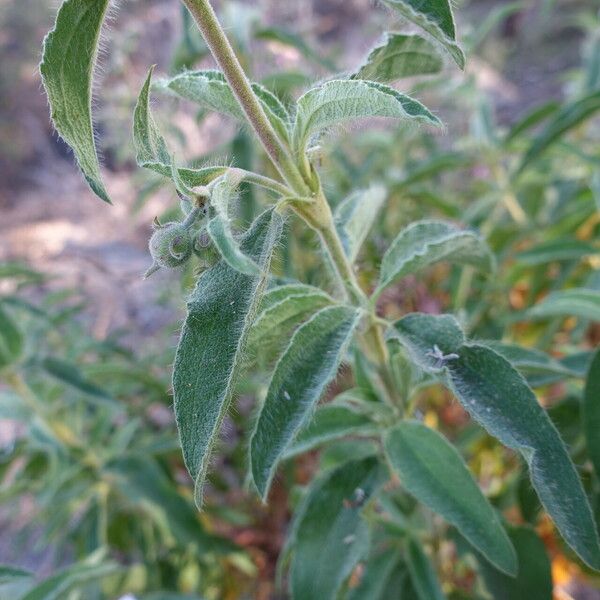 Cistus symphytifolius Leaf