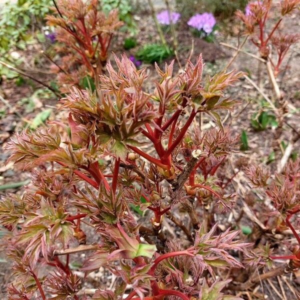 Paeonia × suffruticosa Leaf