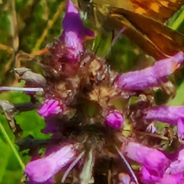 Stachys officinalis 花