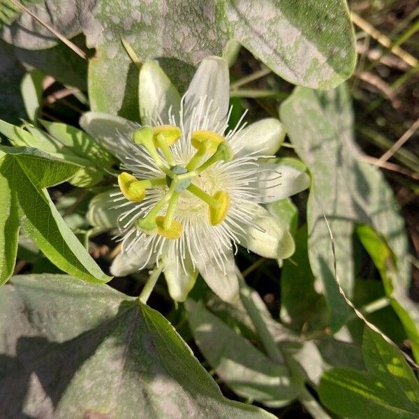 Passiflora subpeltata Flower