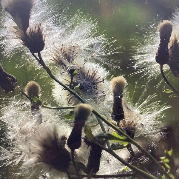 Sonchus arvensis Плод