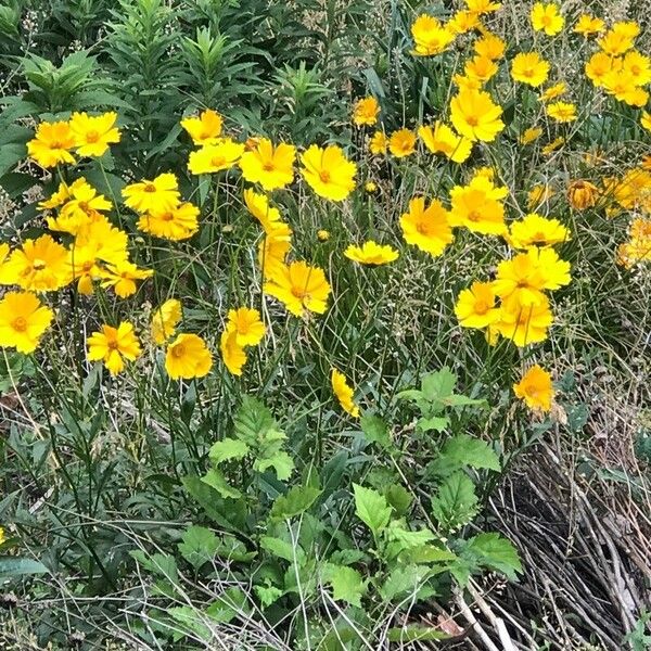 Coreopsis lanceolata Flower