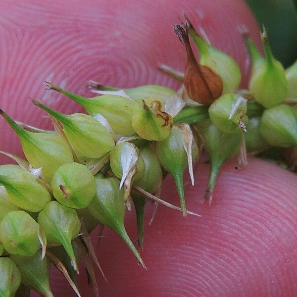 Carex utriculata Кветка