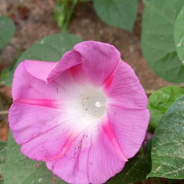 Ipomoea purpurea Flower