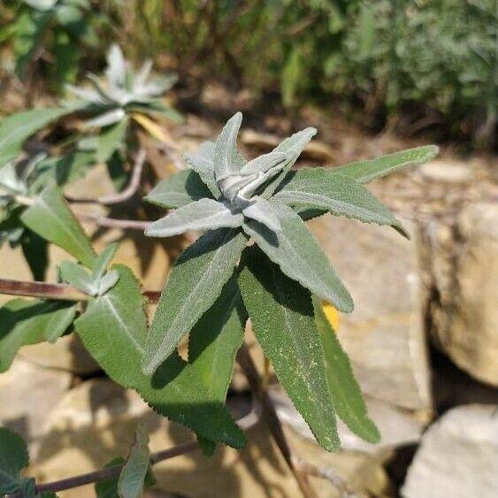 Salvia leucophylla List