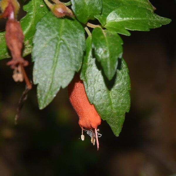 Mitraria coccinea Folio