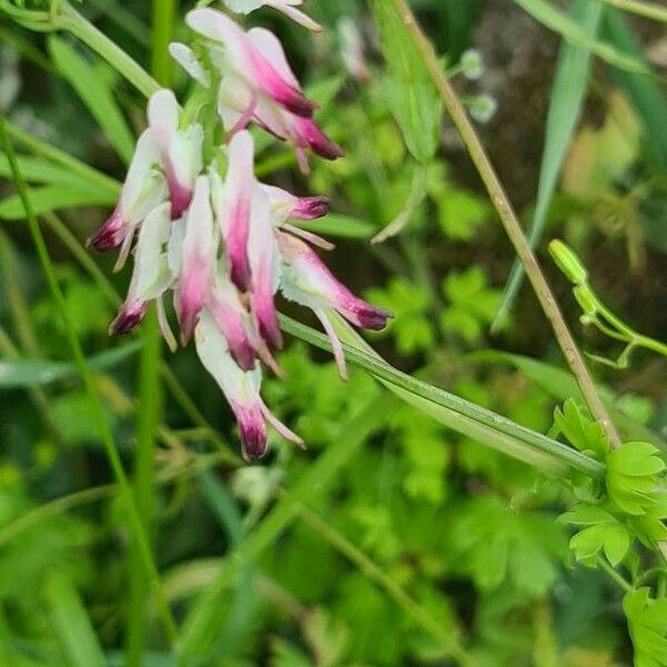 Fumaria muralis Flor