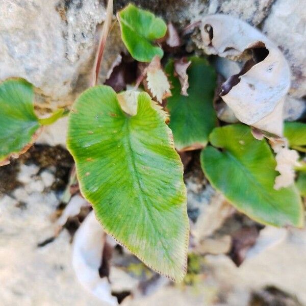 Asplenium sagittatum 葉