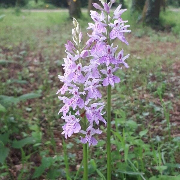 Dactylorhiza fuchsii Flor