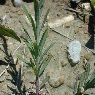 Linum lewisii ശീലം