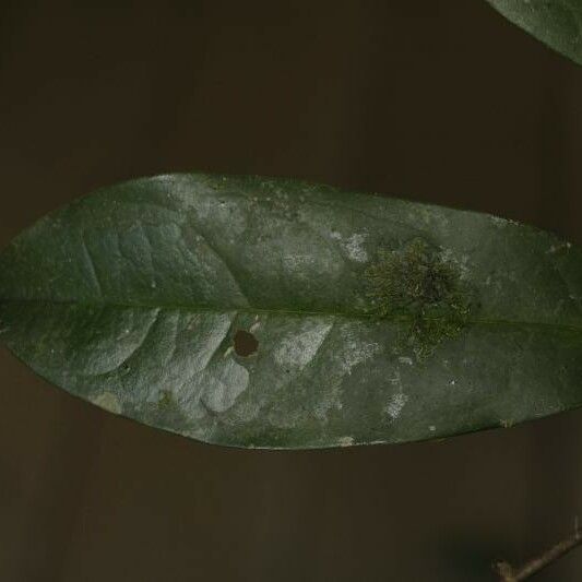 Tapura guianensis Deilen