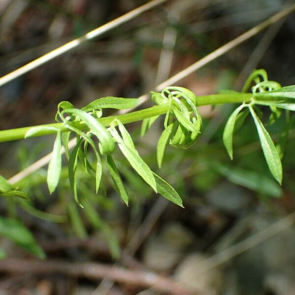 Anarrhinum bellidifolium Φύλλο