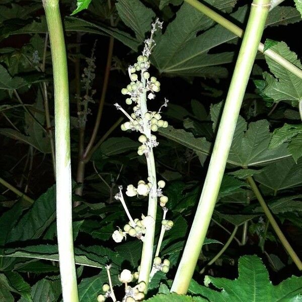 Ricinus communis 花