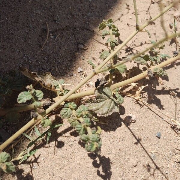 Boerhavia coccinea Schors