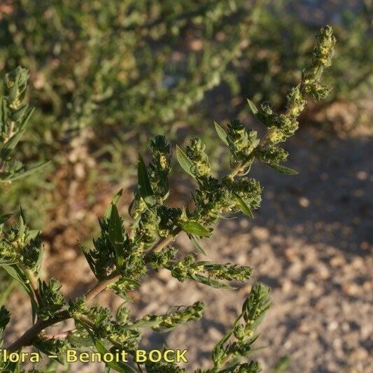 Bassia hyssopifolia Elinympäristö