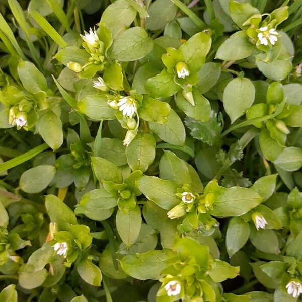 Stellaria media Habitus