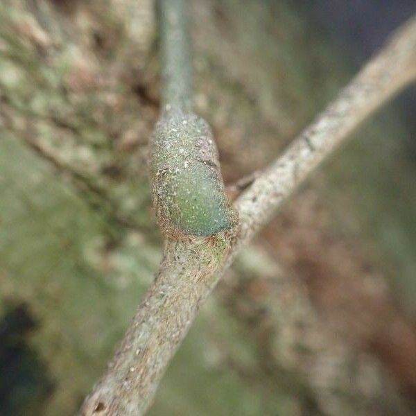 Pterocarpus soyauxii Other