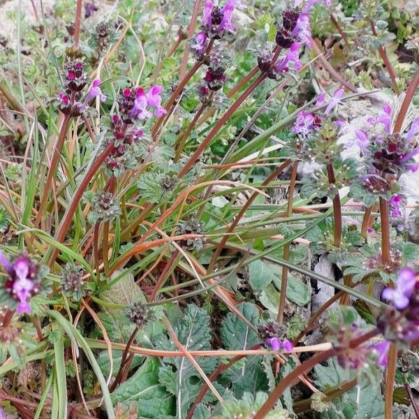 Lamium amplexicaule Blomma