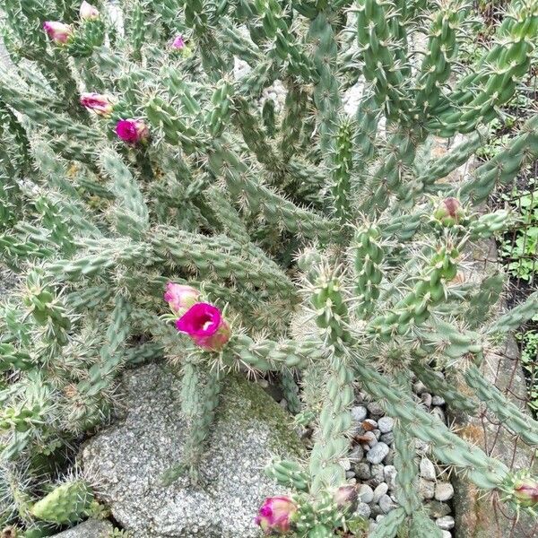 Cylindropuntia imbricata Φύλλο