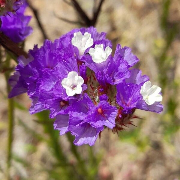 Limonium sinuatum Flower