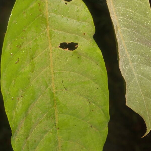 Virola sebifera Leaf