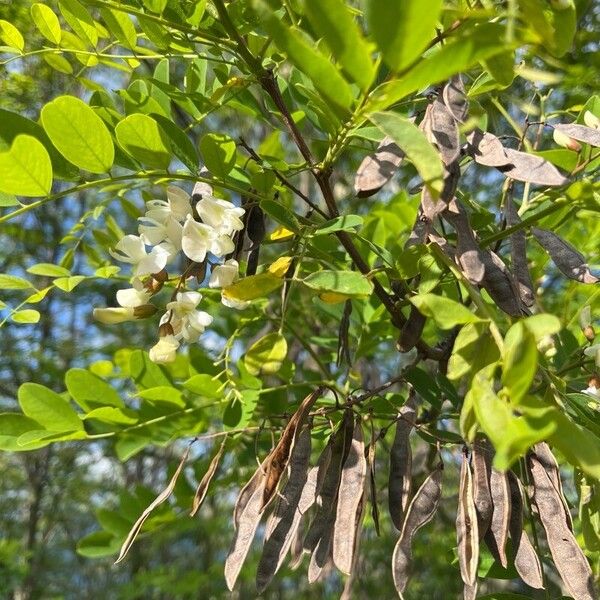 Robinia viscosa Квітка