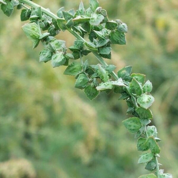 Atriplex oblongifolia Froito