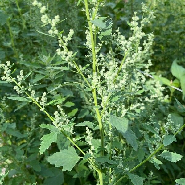 Chenopodium ficifolium ᱥᱟᱠᱟᱢ