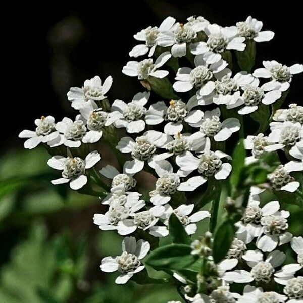 Achillea macrophylla Flors