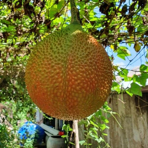 Momordica cochinchinensis Fruit