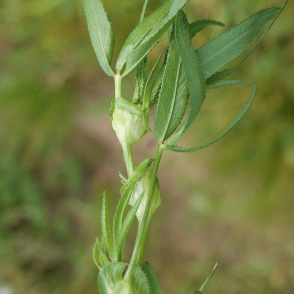 Trifolium strictum Агульны выгляд