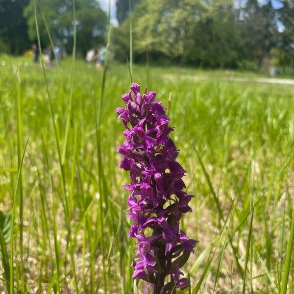 Dactylorhiza majalis 花