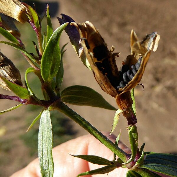 Saponaria officinalis Plod