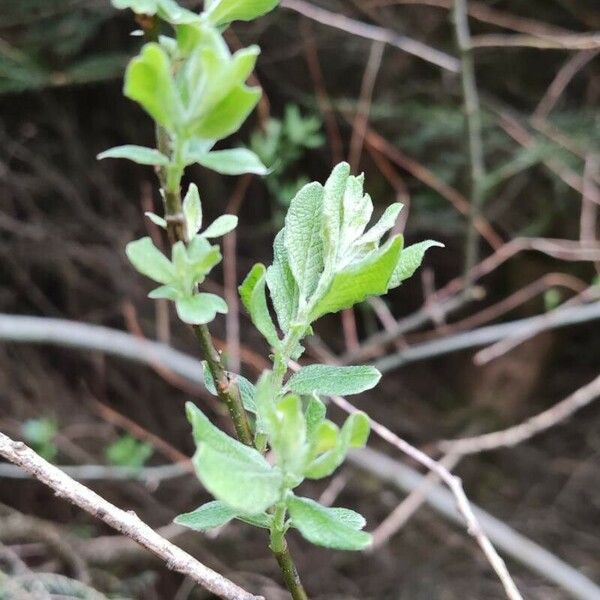 Salix repens Лист