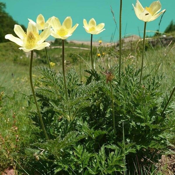 Pulsatilla alpina عادت داشتن