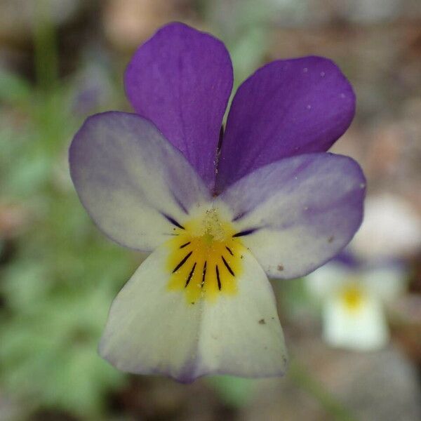 Viola tricolor Кветка