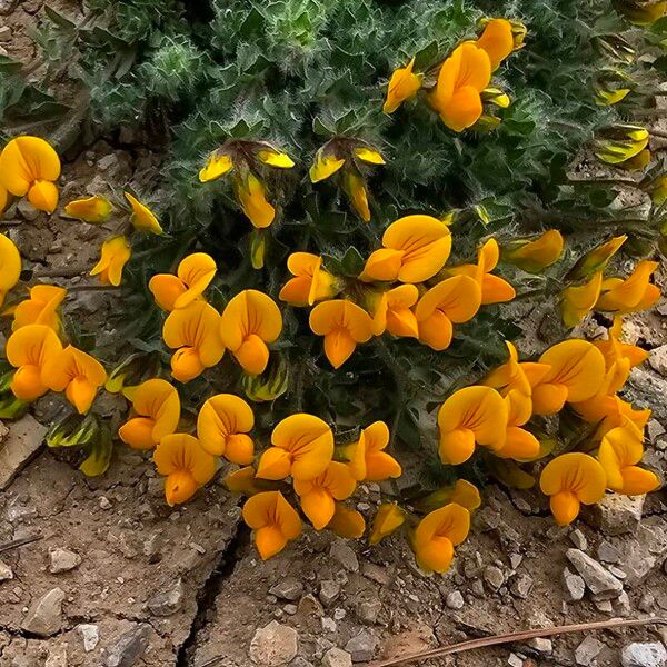 Lotus parviflorus Blüte