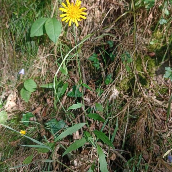 Hieracium lachenalii عادت