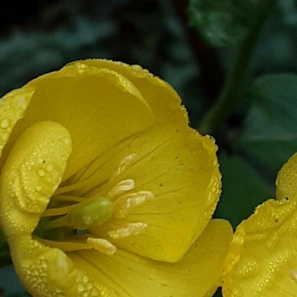 Oenothera biennis Flor