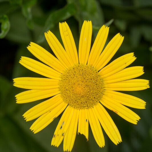 Buphthalmum salicifolium Çiçek