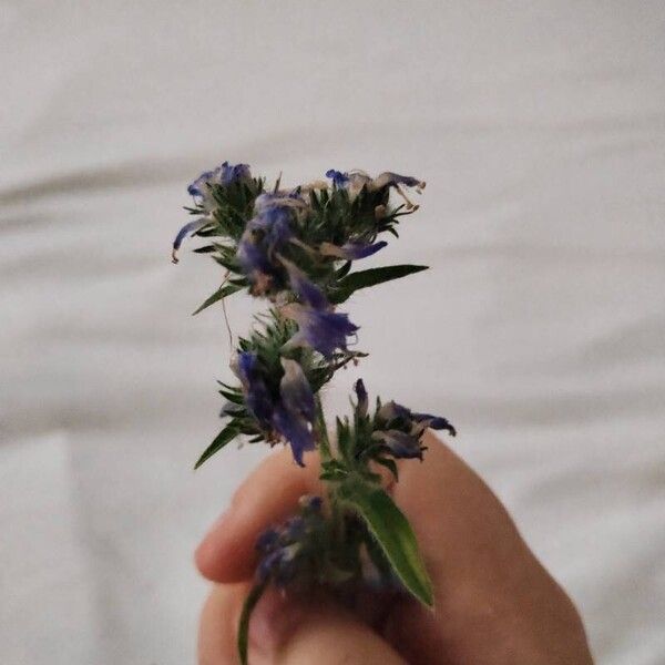 Echium vulgare Flor