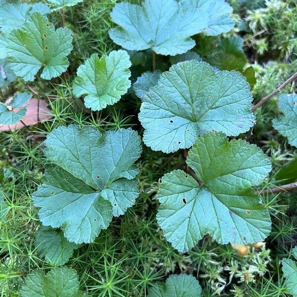 Rubus chamaemorus पत्ता