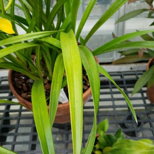 Cymbidium ensifolium Leaf