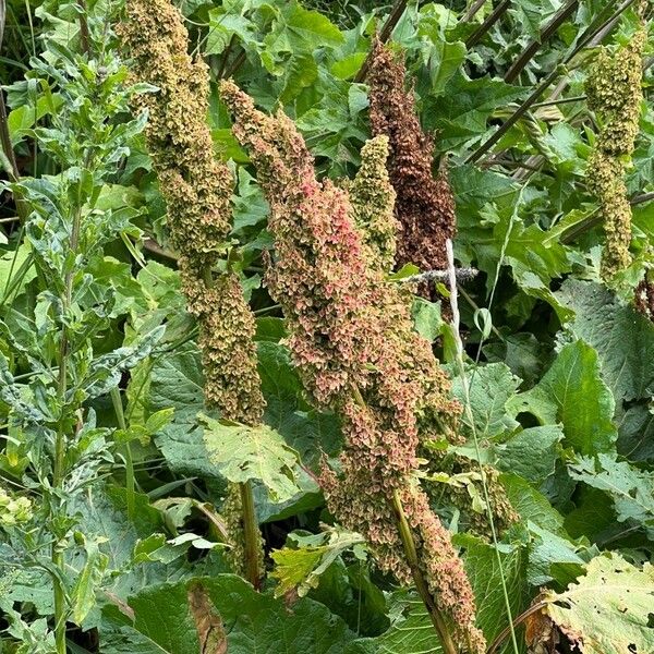 Rumex alpinus Plod