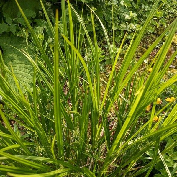 Carex grayi Habitus