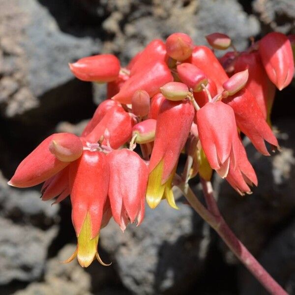 Kalanchoe gastonis-bonnieri Fleur